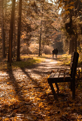 Bench in an autumn park alley.