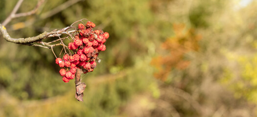 Red faded fruits of Mountain Ash on the blurred floral background. Wide banner format.