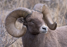 Colorado Rocky Mountain Bighorn Sheep. Mature Bighorn Ram.