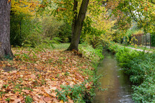 Creek Through Autumn Leaves Landscape