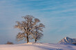Winter - Baum - Allgäu - Schnee - Schöllang - malerisch - Pulverschnee