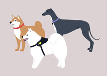 A Group Of Three Dogs, Shiba Inu, Samoyed And Greyhound Breed