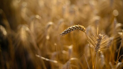 Wall Mural - A closeup of beautiful golden wheat in a field