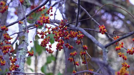 Wall Mural - Red berries on tree in autumn season