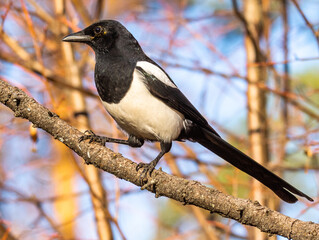 Wall Mural - magpie