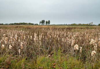 Wall Mural - Pine trees overlooking cattails as they go to seed