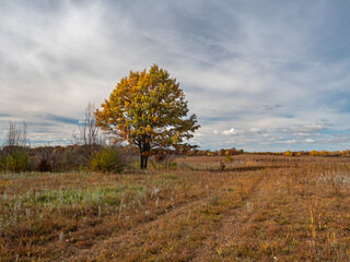 Wall Mural - Fall colors over the prairie under blue cloudy skys