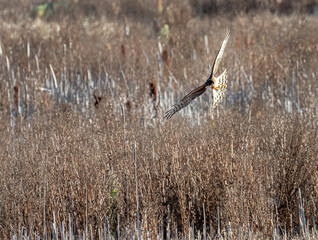 Wall Mural - A Northern Harrier flys over the prairie looking for prey
