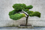 Fototapeta  - pięknie uformowane drzewko bonsai z jałowca lub tui