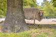 Drenthe heath sheep under tree