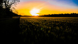 Fototapeta Na ścianę - sunset in the field