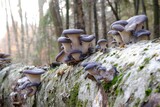 Fototapeta  - Group of mushrooms Pleurotus ostreatus (oyster mushroom, oyster fungus, hiratake) growing on trunk in forest. It is a common edible mushroom.