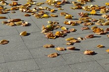 Yellow Fallen Leaves In Autumn On Pedestrian Street Tiles