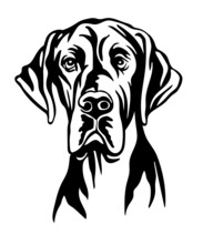 Great Dane Dog Vector Black Contour Portrait Vector