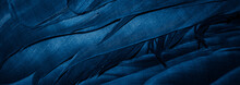 Blue Feathers With Visible Details, Background Or Texture