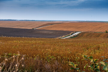 Wall Mural - autumn landscape panorama with fields, soybeans, plowed land, geometry