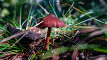 Close-up Shot Of A Brown Entoloma Vernum Mushroom Grown In The Forest