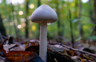 Canvas Print - A close-up shot of a white Amanita virosa mushroom grown in the forest