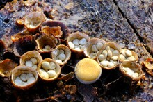 Amazing Little Mushrooms, Like Cup With Pebbles - Crucibulum Laeve, Bird's Nest Fungi. It Is Arboreal Mushroom.