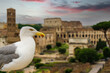 seagull with roman forum, coliseum and triumphal arch in the background