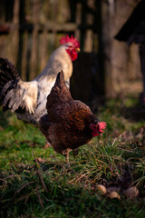 Canvas Print - Couple of free-range chicken with eggs on the grass