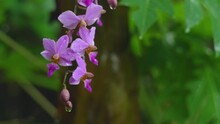 CLOSE UP, DOF: Delicate Orchid Flower Growing Outdoors Gets Caught In An Autumn Rainstorm. Cold Fall Raindrops Fall On The Gorgeous Pink And Purple Orchid Blossoms Growing In Backyard.