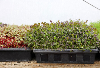 Wall Mural - trays of seedlings