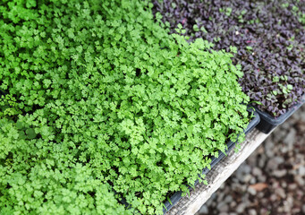 Canvas Print - trays of sprouts 