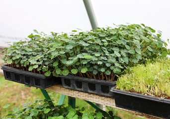 Canvas Print - greenhouse sprouts