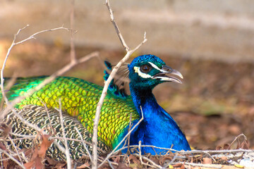 Peacock