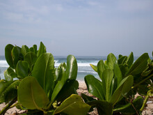 Green Plant In The Beach With Ocean View