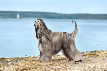 Wall Mural - Fully coated Afghan Hound