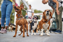 Close Up Shot Of A Group Of Dogs At The Walk Posing For A Photo. Pets, Walkers, Service