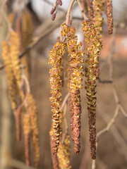 young alder buds