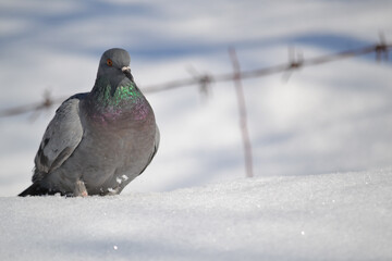 Sticker - Closeup shot of a gray pigeon on a snowy background with copy space