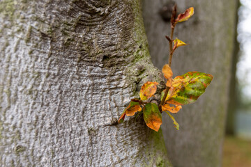 Sticker - Closeup of twigs with dry leaves on tree bark