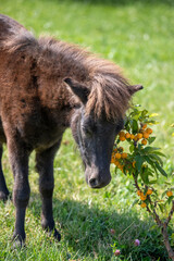 Sticker - pony eating grass