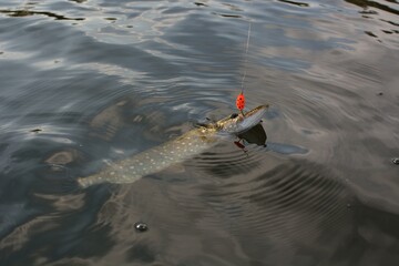 Wall Mural - Summer fishing, pike fishing, spinning on the lake