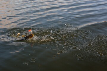 Wall Mural - Summer fishing, pike fishing, spinning on the lake