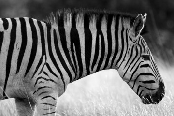 Sticker - Closeup shot of a zebra in a jungle