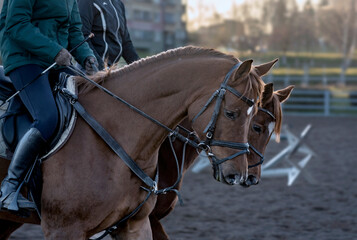 Poster - brown horse portrait	