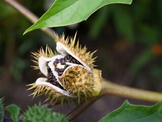 Wall Mural - thorny fruits of Datura stramonium plant with black,toxuc seeds close up