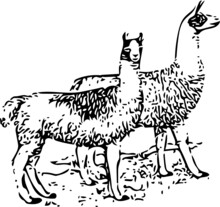 Llamas Vector Illustration In Black And White