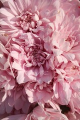  pink chrysanthemum flower in full bloom 