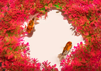 Top view of two Japanese multihued goldfish with long tails swimming in a white zen circle surrounding by red aquatic plants displayed in the Art Aquarium Goldfish Museum.