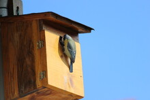 Little German Chickadee On A Wooden House With Blue Sky
