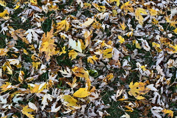 Wall Mural - Fallen Autumn Leaves in a Yard