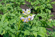 Blooming Potatoes. A Bush Of Potatoes With A Purple Flower, Close-up. Potato Field.