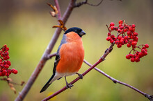 Male Bullfinch In Close-up Sitting On A Rowan Branch With Red Berries