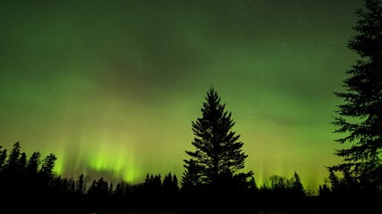 Wall Mural - dramatic aurora flashing above a silhouette forest of spruce and pine trees. the aurora turn pink at
